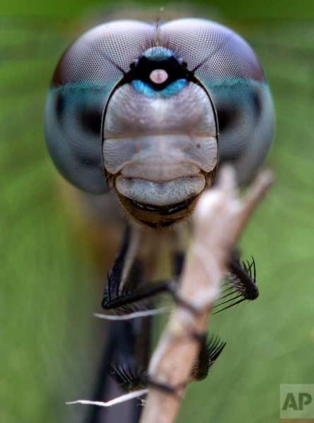 A dragonfly clings to a branch in Surfside, Fla. on Wednesday, Nov. 5, 2014. It's compound eyes are made up of thousands of facets which allow it to see even behind itself. (AP Photo/Wilfredo Lee)