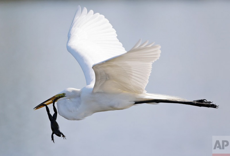 A great egret carries off a frog near the 11th fairway during the first round of the Honda Classic golf tournament, Thursday, Feb. 28, 2013 in Palm Beach Gardens, Fla. (AP Photo/Wilfredo Lee)