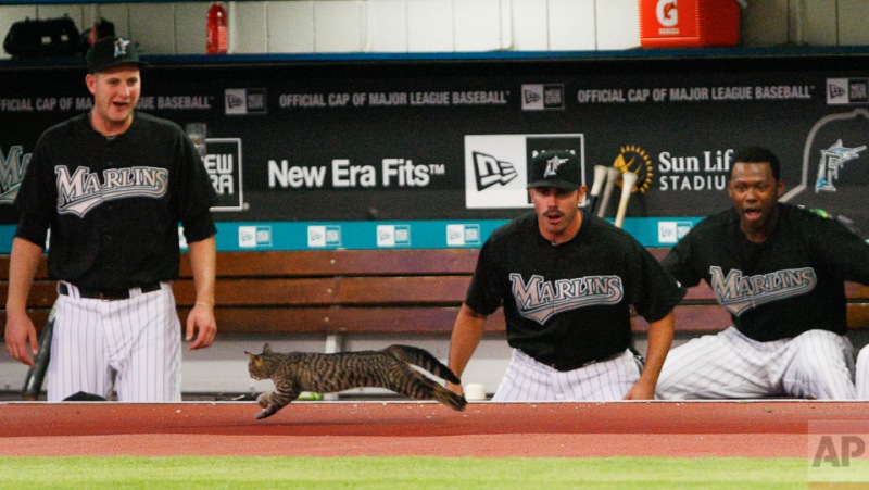 Florida Marlins' Chris Volstad, left, Brian Barden, center, and Hanley Ramirez of the Dominican Republic, look on as a cat runs onto the field during the second inning of a baseball game against the Cincinnati Reds, Monday, April 12, 2010 in Miami. (AP Photo/Wilfredo Lee)
